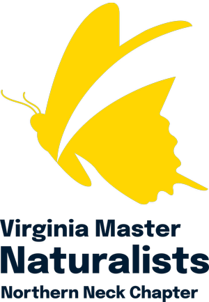 Northern neck master naturalist logo - butterfly